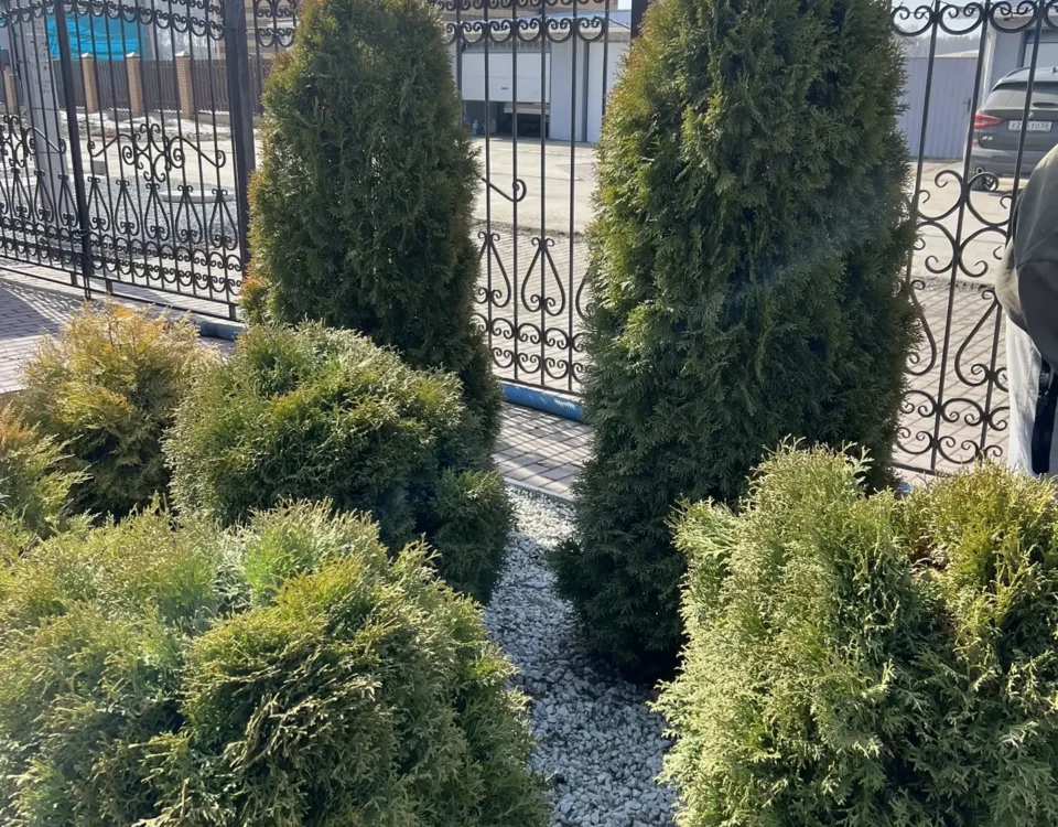 оформление кустарника
