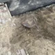 выкорчевка пня
