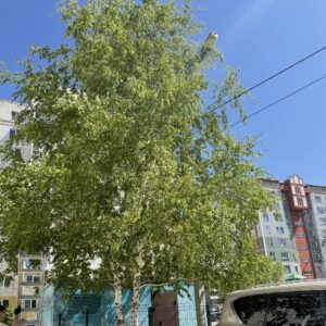обрезка и спил деревьев