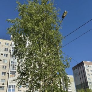 обрезка и спил деревьев